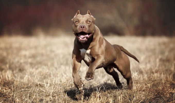 Drama en Esmeraldas: detenido fugado falleció tras ataque de pitbulls
