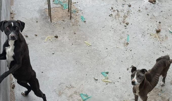 Maltrato extremo en Guamaní: dos perros al borde de la muerte