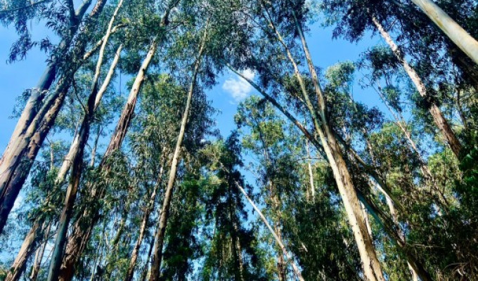 Adiós a los eucaliptos: Ambato apuesta por árboles nativos