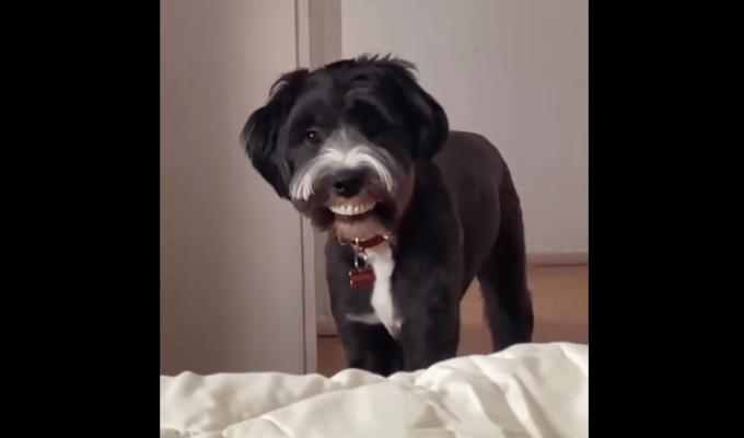 Un perro roba la dentadura postiza de su abuela y se vuelve viral