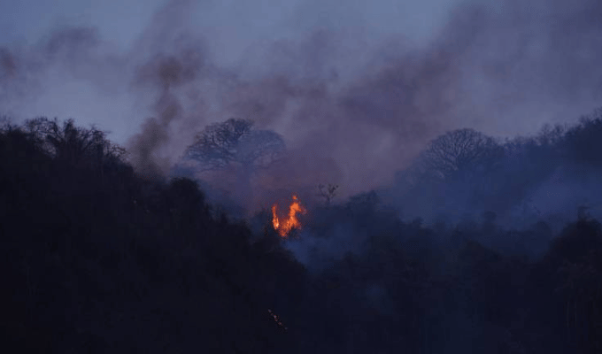 ¡Tragedia ecológica! Especies calcinadas por incendio en Cerro Azul