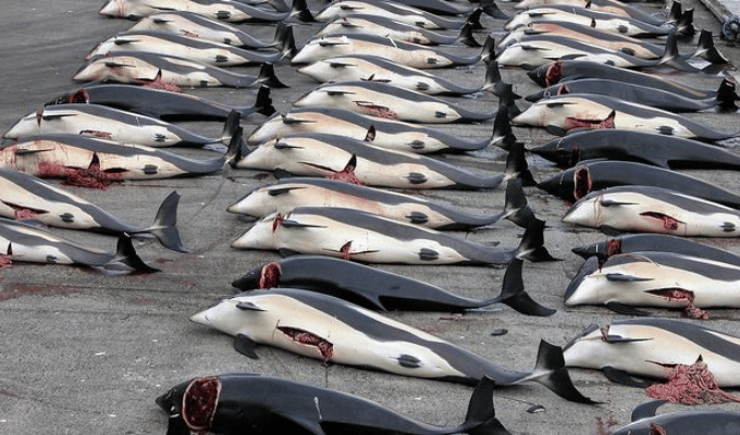 Islandia extiende la caza de ballenas y desata críticas globales