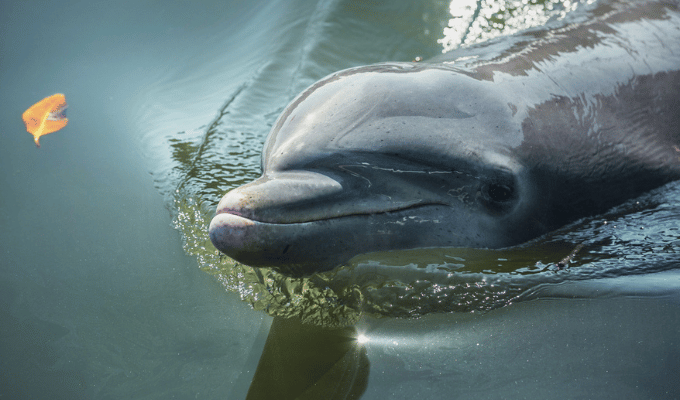 Delfines del Golfo de México tienen residuos de fentanilo