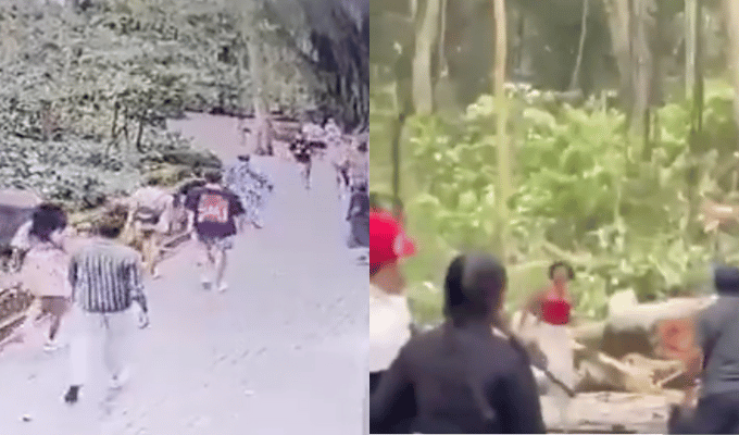 Árbol cayó en Bali y dejó dos turistas muertos en el Bosque de Monos