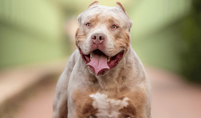 Ley contra American Bully XL genera sacrificios masivos en Reino Unido
