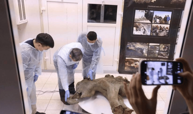 Hallazgo en Yakutia: mamut revela secretos prehistóricos