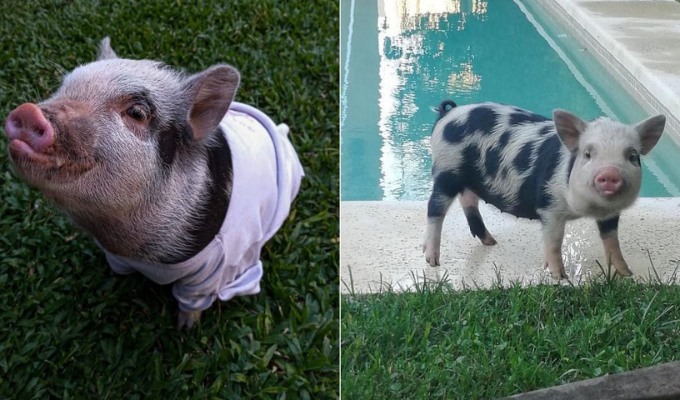 ¡Inconcebible! Adoptan a Cerdita como Mascota y Terminan Comiéndosela
