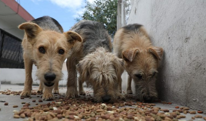 Crematorio clandestino de mascotas en Quito genera alarma