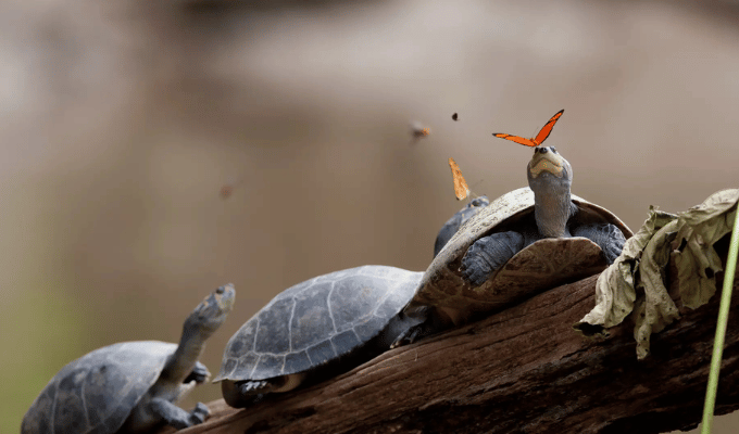 La sorprendente conexión entre mariposas y tortugas en la Amazonía