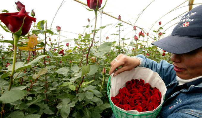 Aeropuerto de Quito lidera en envío de flores para San Valentín
