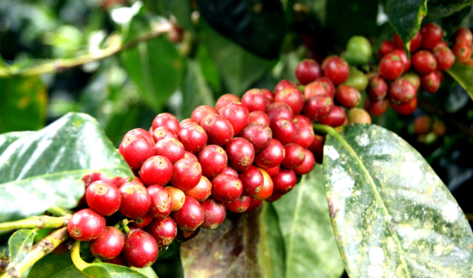 Café ecuatoriano brilla, pero enfrenta desafíos por costos y clima