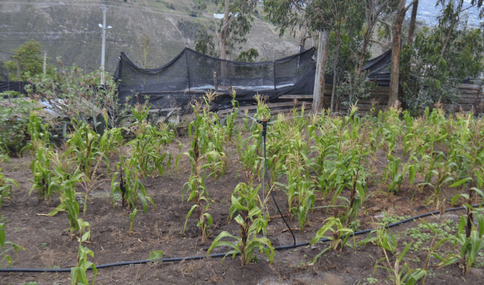 Proyecto agrícola beneficiará a más de 266 hectáreas en Tungurahua