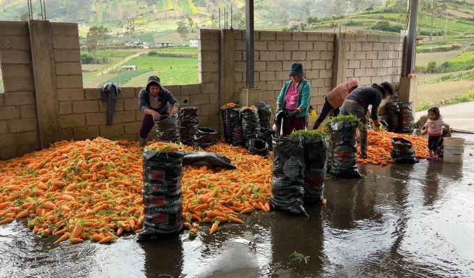 Producción de zanahoria impulsa economía en Pelileo