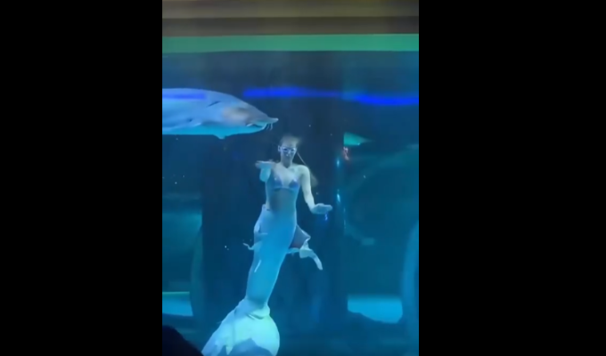 Impactante: pez ataca a artista durante show en acuario