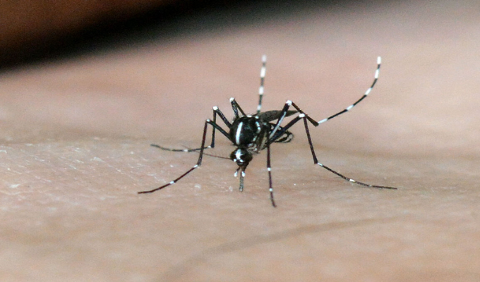¡Alerta! Ministerio de Salud confirma epidemia de dengue en Ecuador