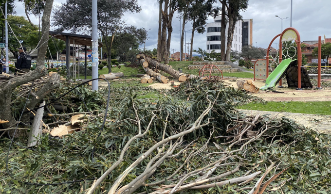 Tragedia en Cuenca: dos niños murieron tras caída de un árbol