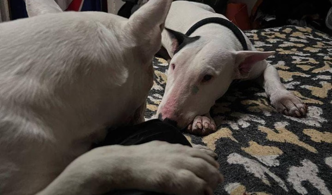 Oreo Desaparecida: ¡Únete a la Búsqueda del Bulldog Terrier en Quito!