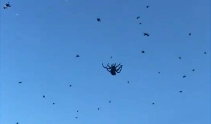 Arañas parecen caer del cielo en Brasil: ¿qué pasó?