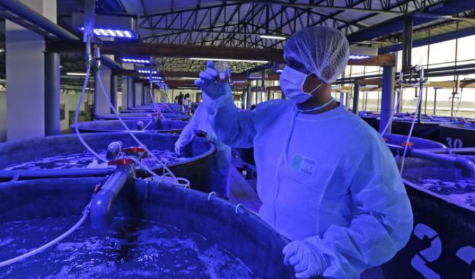 ¿Por qué la artemia es vital para el camarón? Descúbrelo
