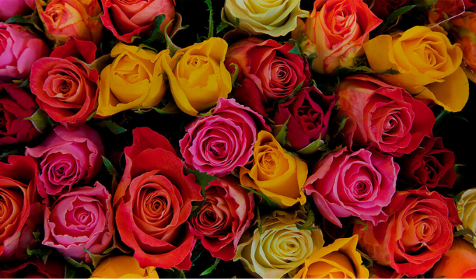 Exportación de flores ecuatorianas creció 8,7 % en San Valentín