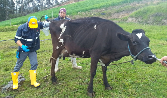 Clínicas Veterinarias Móviles refuerzan ganado en Tungurahua