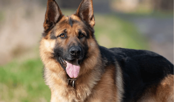Colombia aprueba la 'Ley Lorenzo': protección para perros de seguridad