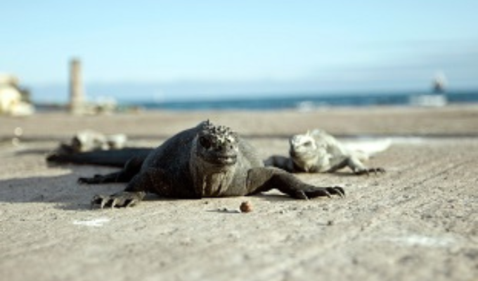 Galápagos El Niño amenaza la supervivencia de las especies vulnerables
