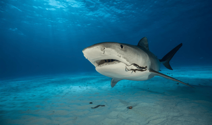 ¡Tiburón se traga una cámara y graba imágenes impactantes!