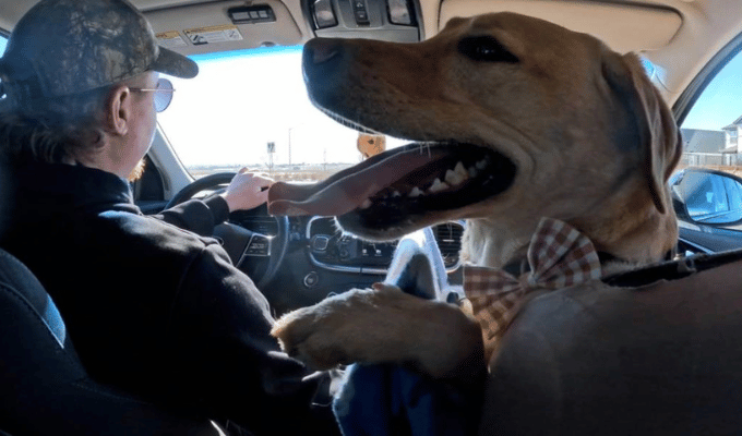 Bowie, el copiloto peludo que hace de cada viaje una aventura