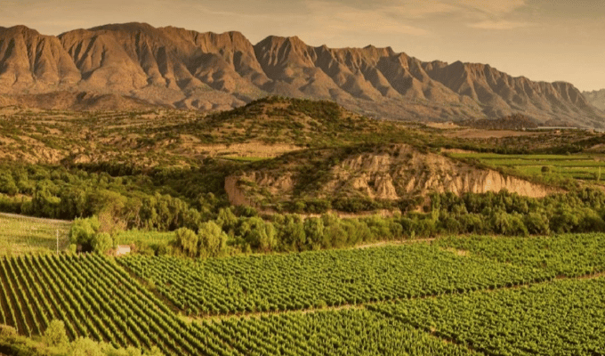Bolivia sorprende con viñedos en lo alto de los Andes