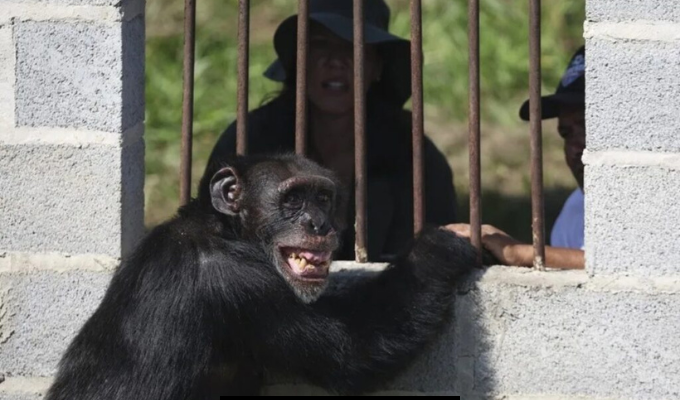 Yoko, el chimpancé rescatado, inicia su nueva vida en Brasil