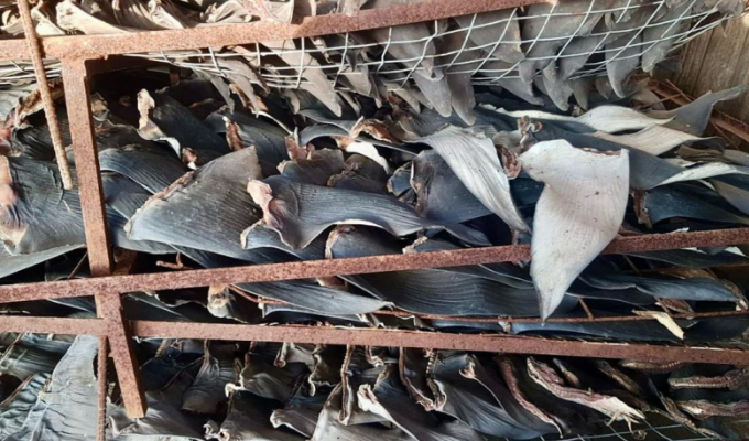 Decomisan 15 toneladas de aletas de tiburón y caballitos de mar