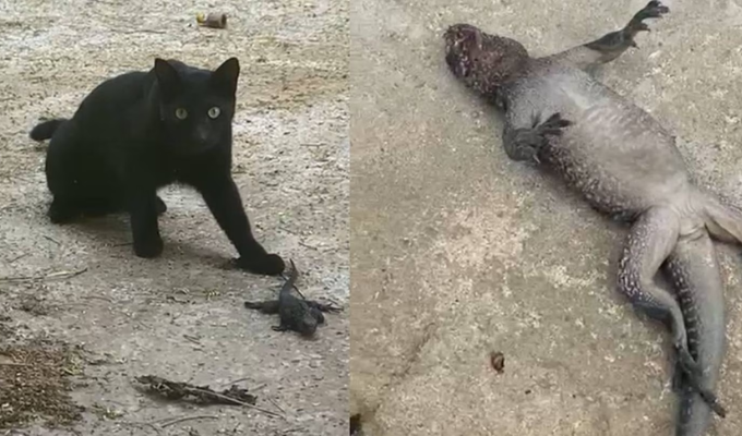 Rescate Iguana: ¡Adopta y salva a las iguanas marinas de Galapagos!