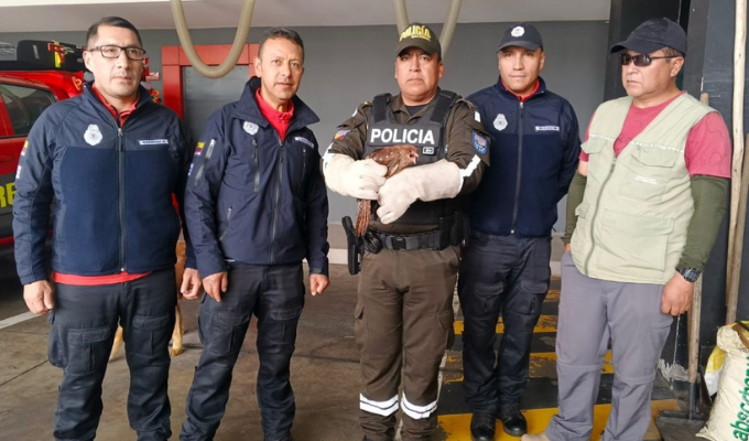 🐦¡Rescate en Ambato! Ave silvestre apareció lejos de su hogar