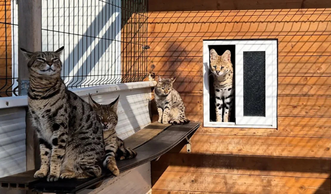 Detienen a pareja por criar y vender gatos exóticos en España