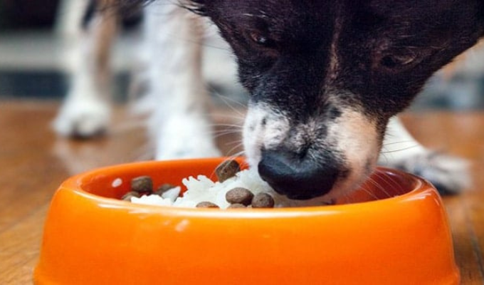 ¡Quién lo Creyera! Darle Arroz a Tu Perro Tiene Grandes Beneficios