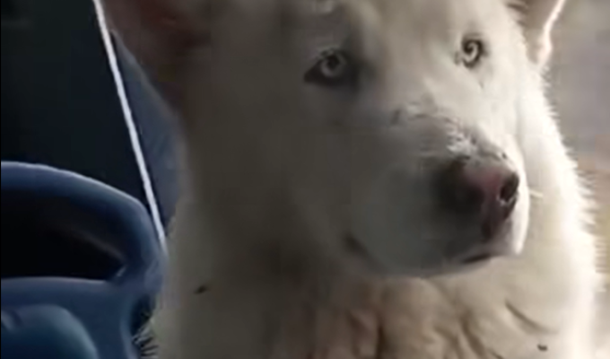 ¡Ternura en Macas! Perrito viaja en bus y se baja en su parada