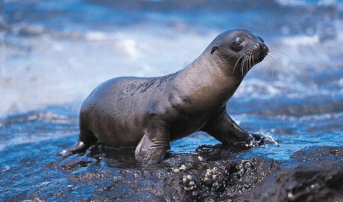 ¡Indignante! Lobo marino fue maltratado en Galápagos