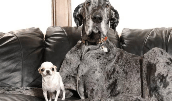 ¡Un gigante y una miniestrella! Reggie y Pearl rompen récords