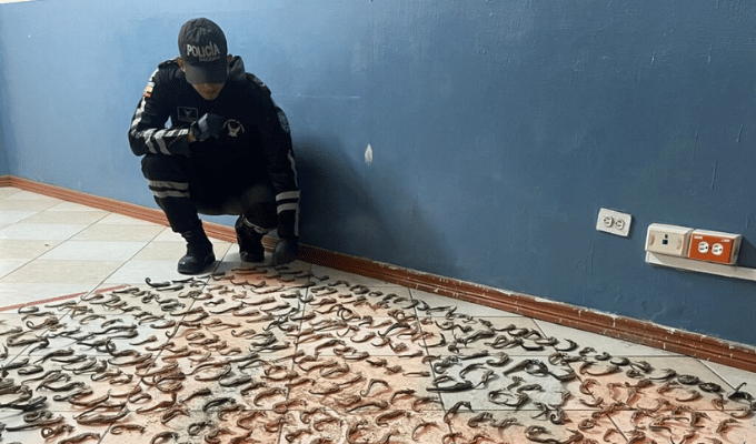 ¡Escándalo en Tulcán! Decomisan casi 3.000 caballitos de mar