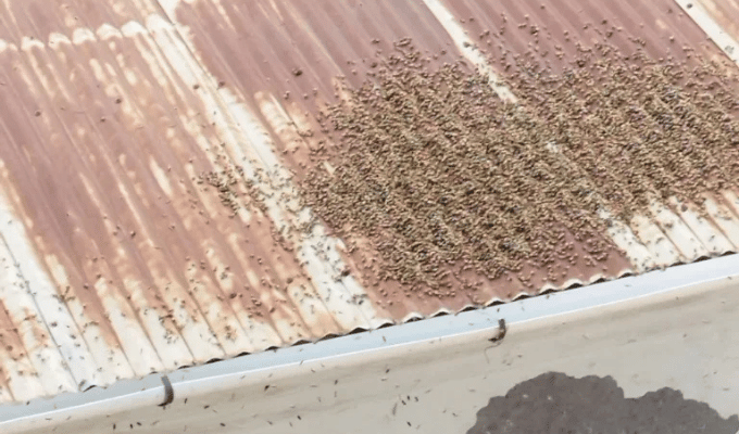 ¡Alarma en Simiátug! Enjambre de abejas pone en riesgo a los vecinos