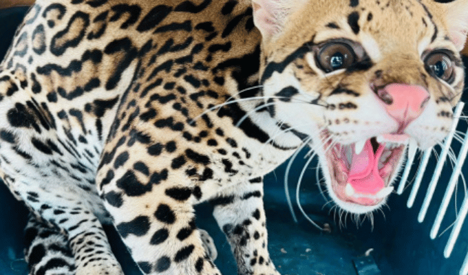 ¡Tiguerones con tigre! Detienen a dos criminales