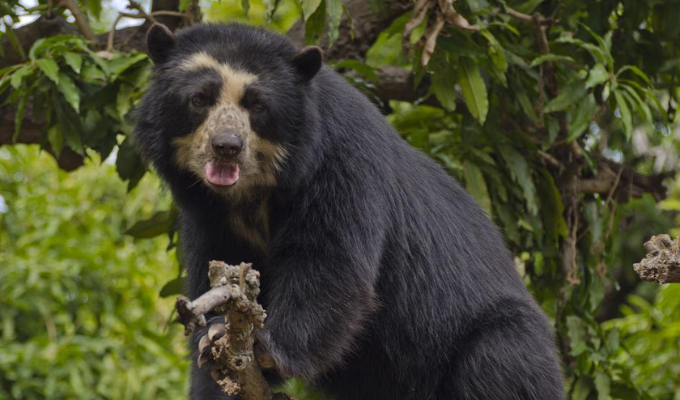 ¡100 Cámaras Al Rescate del Oso Andino en Machu Picchu!