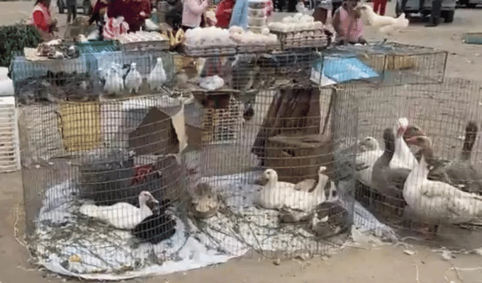 ¡Se muda la feria de animales de Ambato!