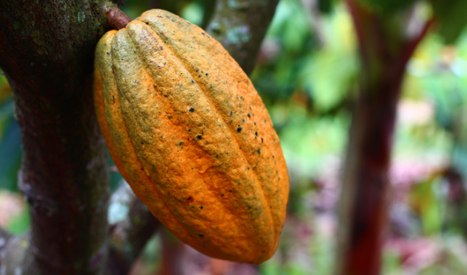 ¡El cacao le gana al banano y a la minería!