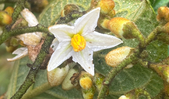 Tungurahua avanza en el primer inventario de flora y funga del Ecuador