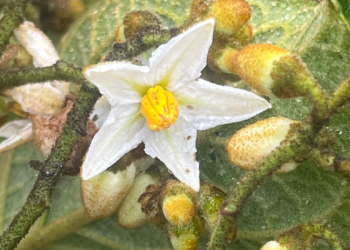 Tungurahua avanza en el primer inventario de flora y funga del Ecuador