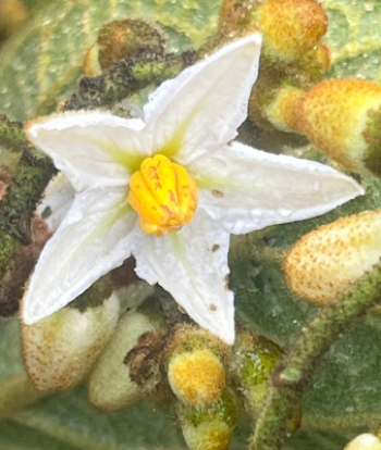 Tungurahua avanza en el primer inventario de flora y funga del Ecuador