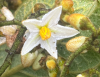 Tungurahua avanza en el primer inventario de flora y funga del Ecuador