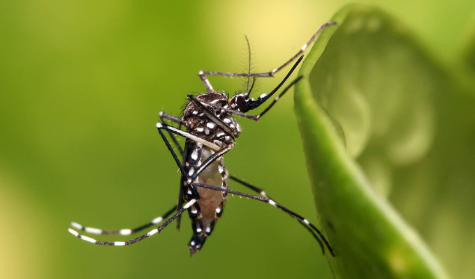 Ciencia Ciudadana 'Tablero de mosquitos' para luchar contra la malaria